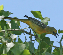 Hooded Oriole 1st-year male